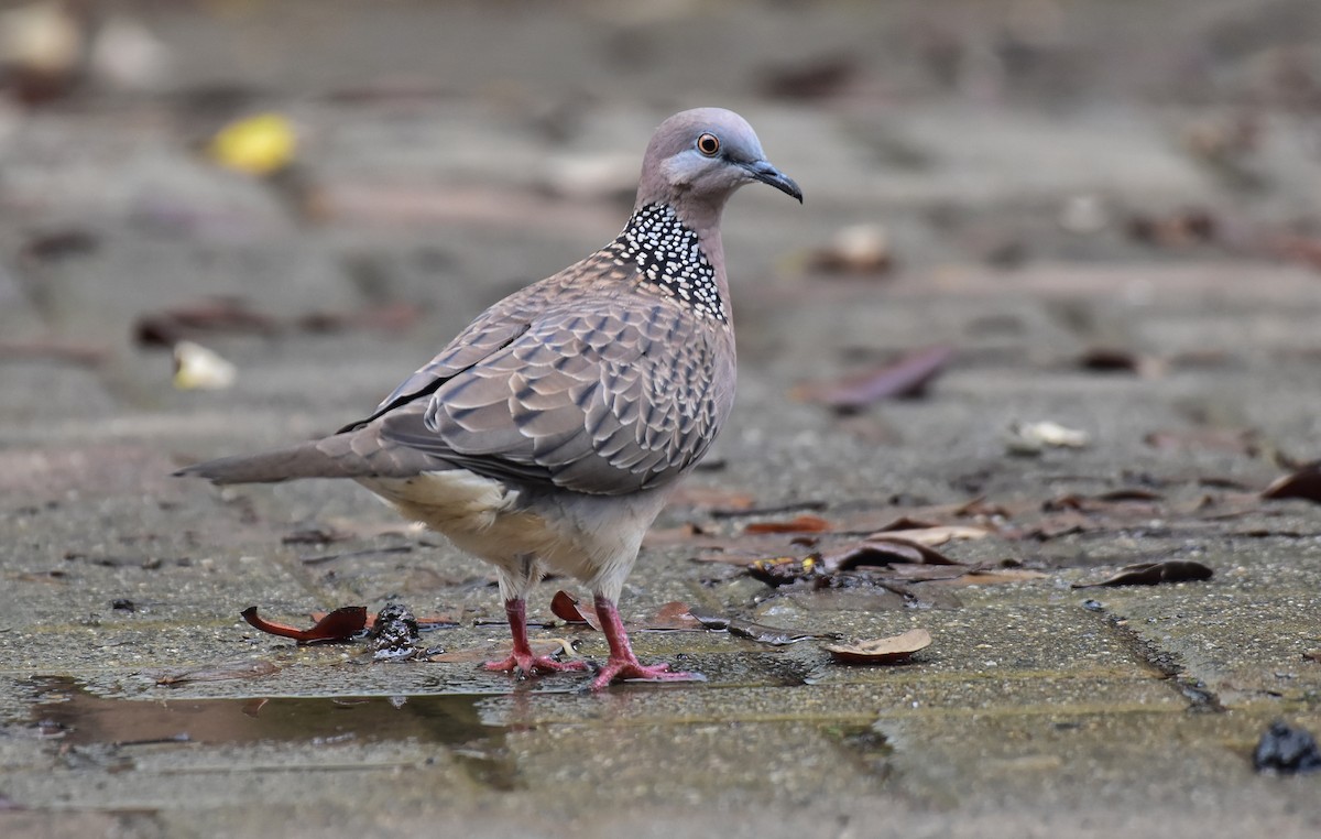 珠頸斑鳩 - ML438500881