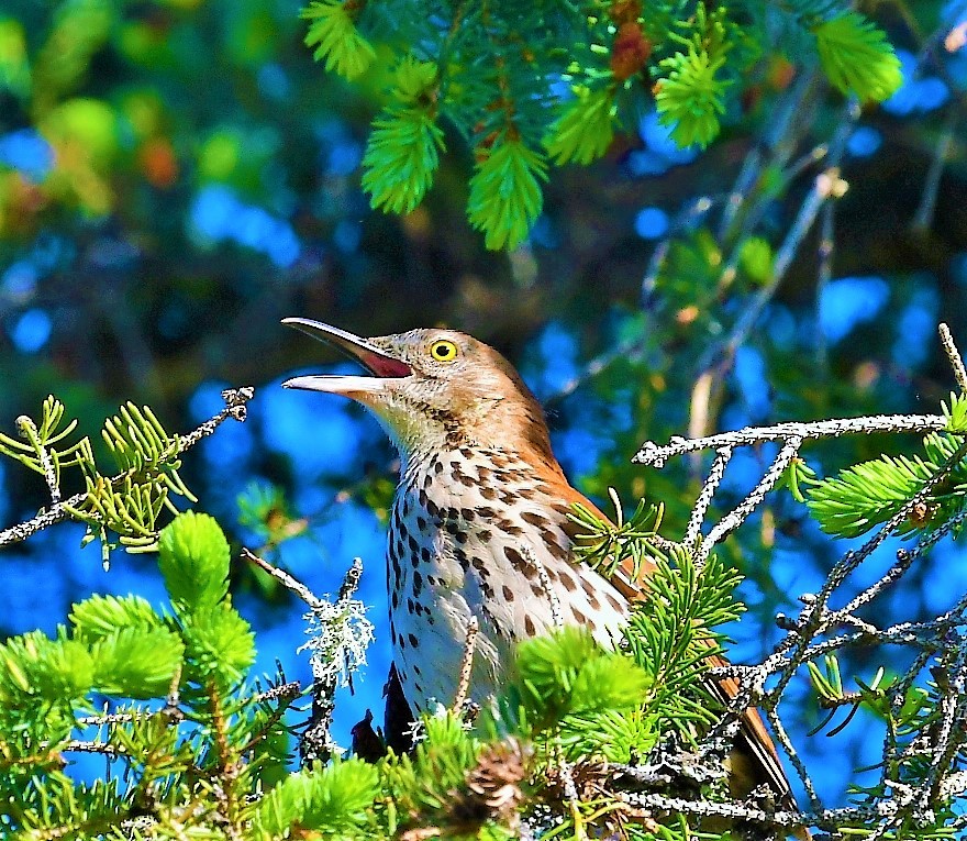 Brown Thrasher - ML438502411