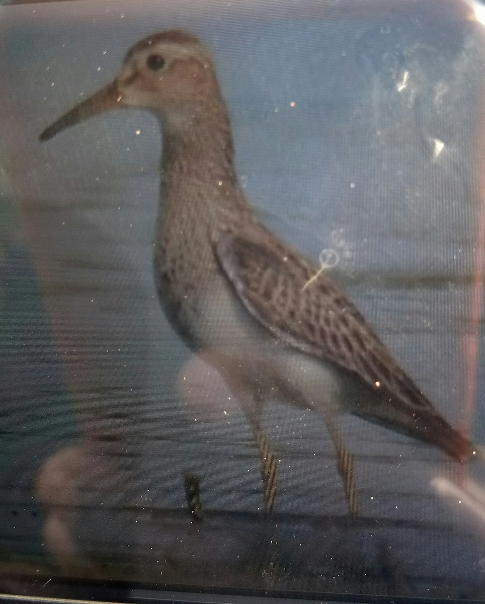 Pectoral Sandpiper - Gaja mohanraj