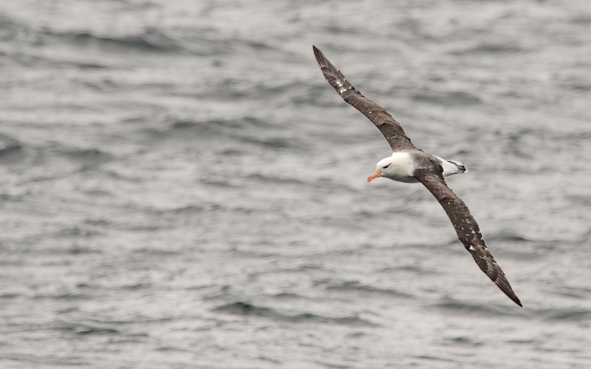 Albatros à sourcils noirs - ML438503991