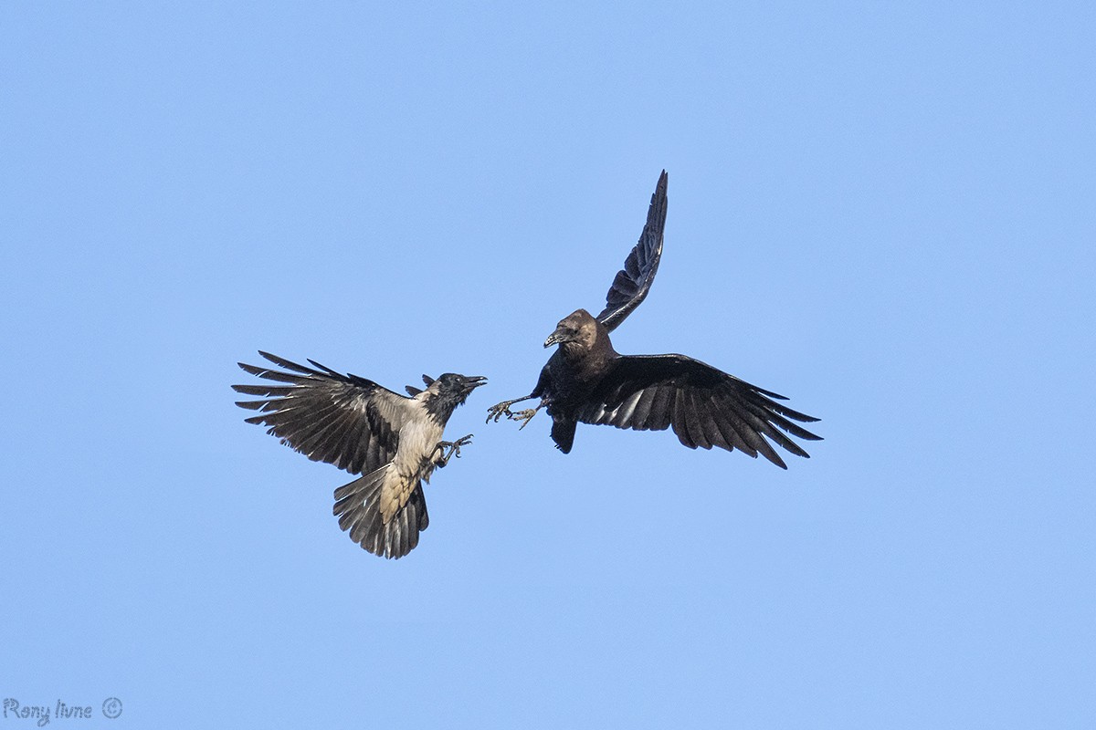 Brown-necked Raven - rony livne