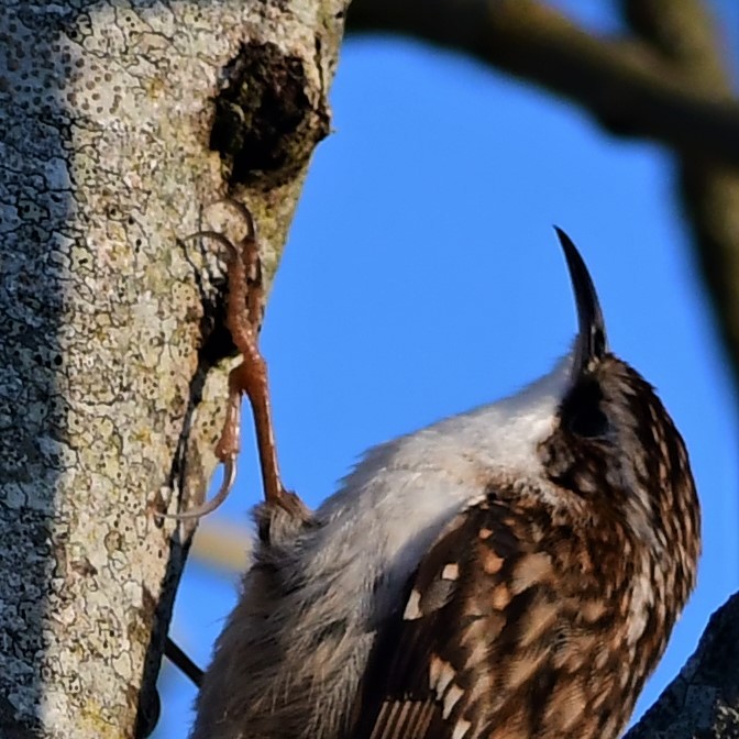 Eurasian Treecreeper - ML438507671