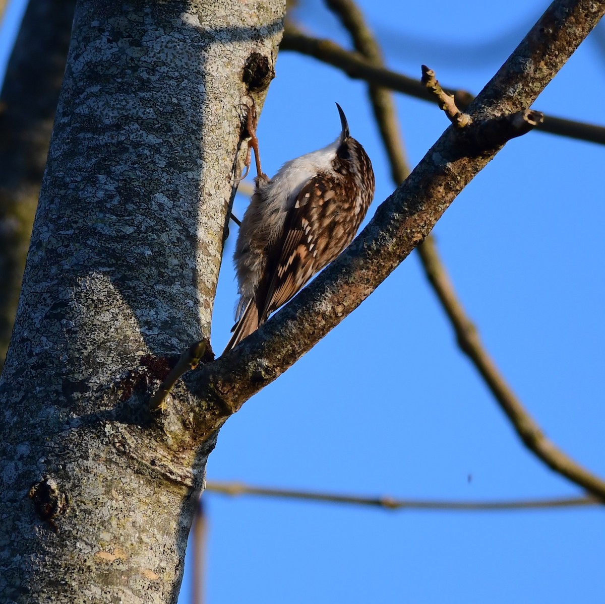 Eurasian Treecreeper - ML438507701