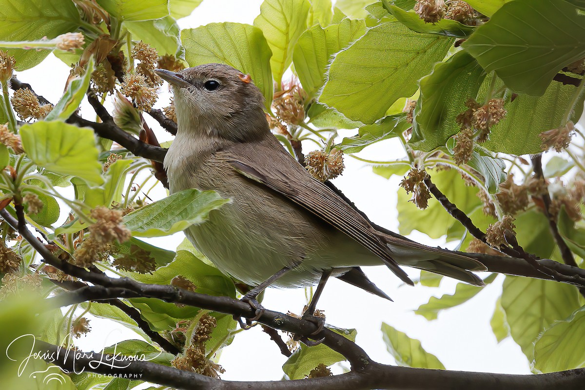 Бутны зэржгэнэ - ML438508001
