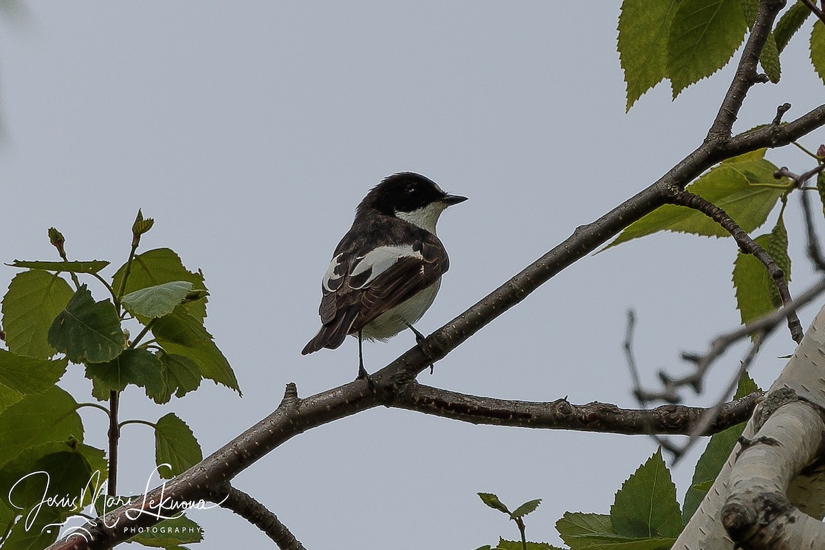 Алаг намнаа - ML438508071