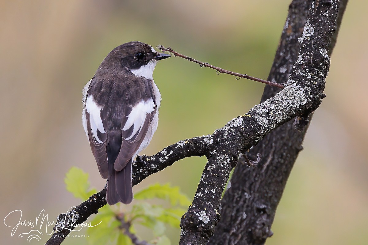 European Pied Flycatcher - Jesús Mari Lekuona Sánchez