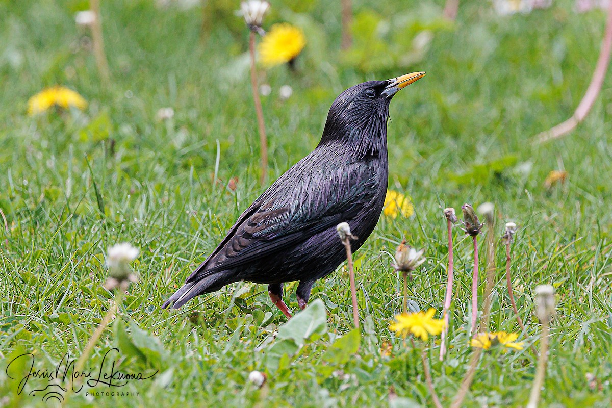 Spotless Starling - ML438508141