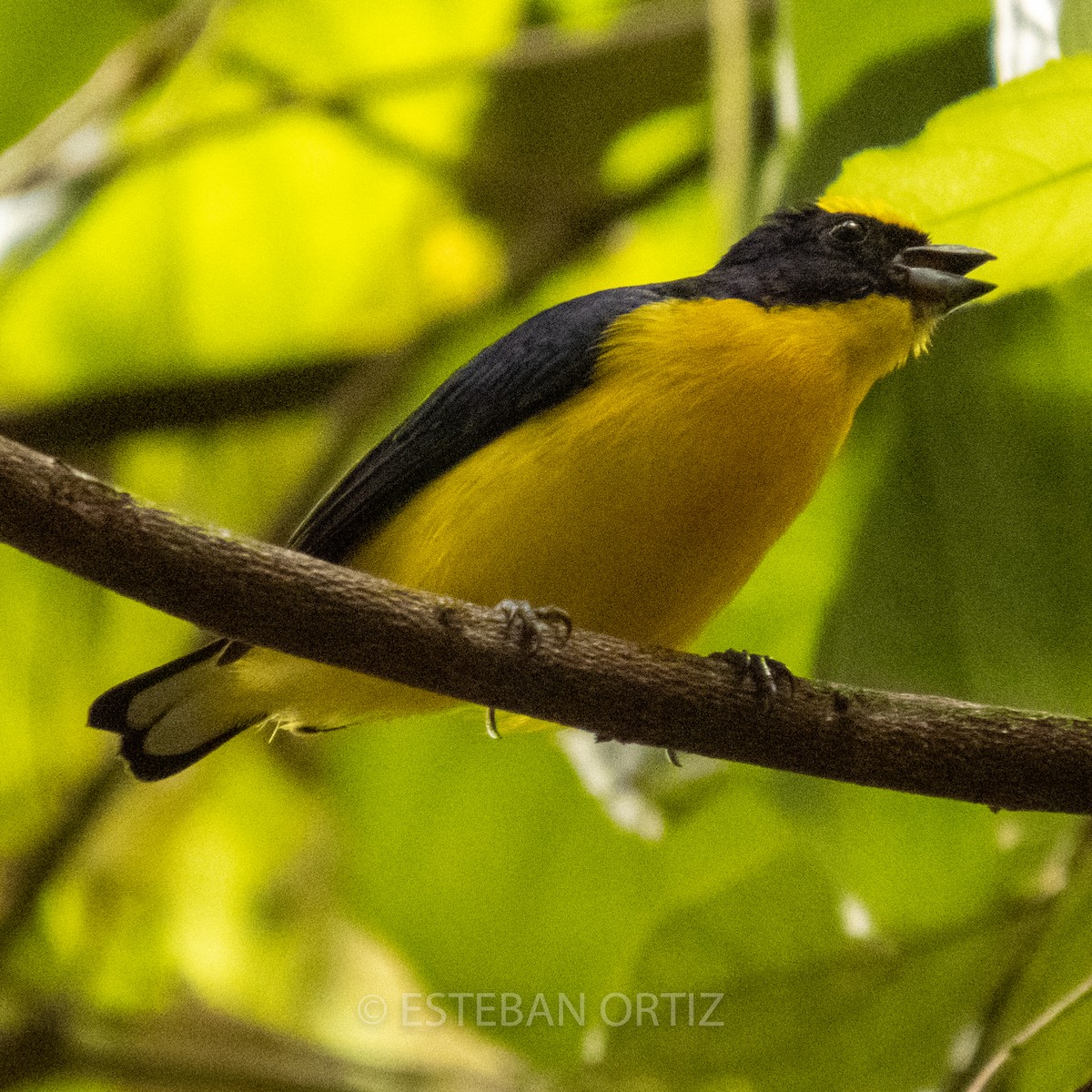 Thick-billed Euphonia - ML438509051