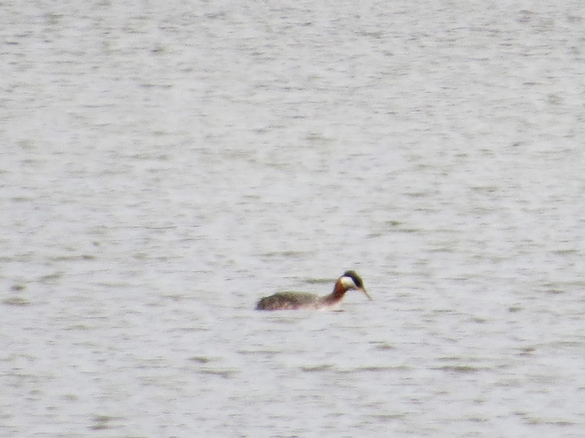 Red-necked Grebe - Rebecca Williams