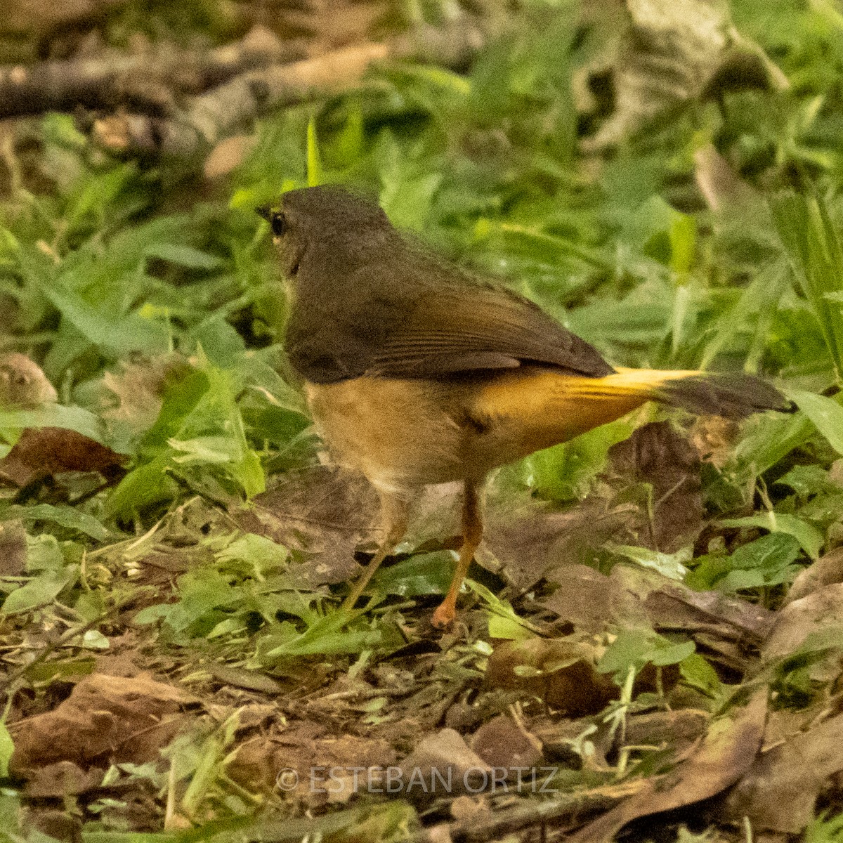 Buff-rumped Warbler - ML438509241