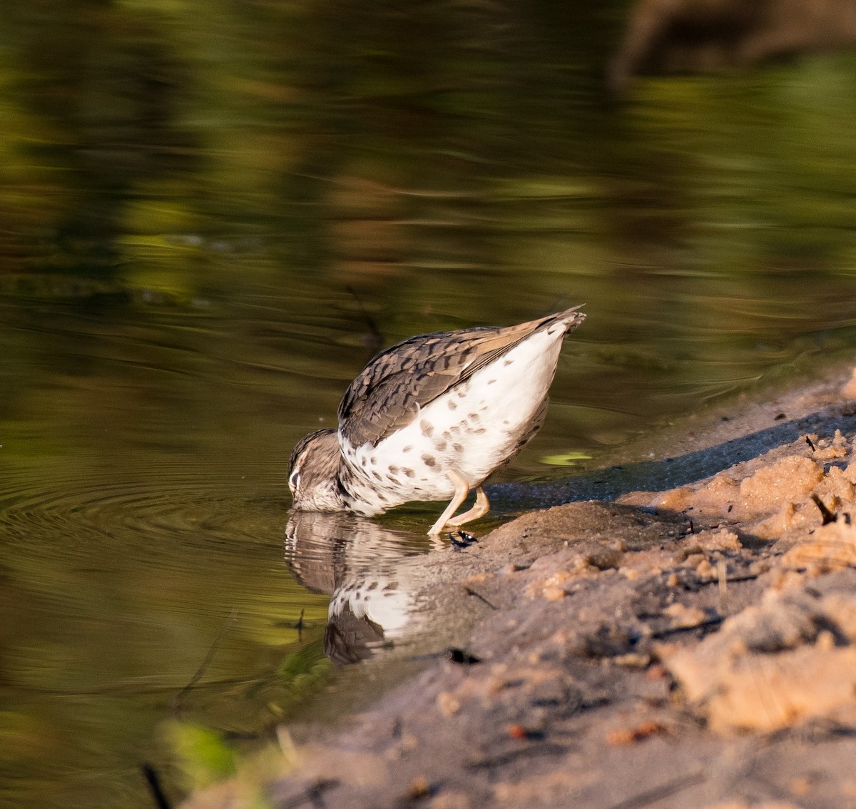 Spotted Sandpiper - ML438509371