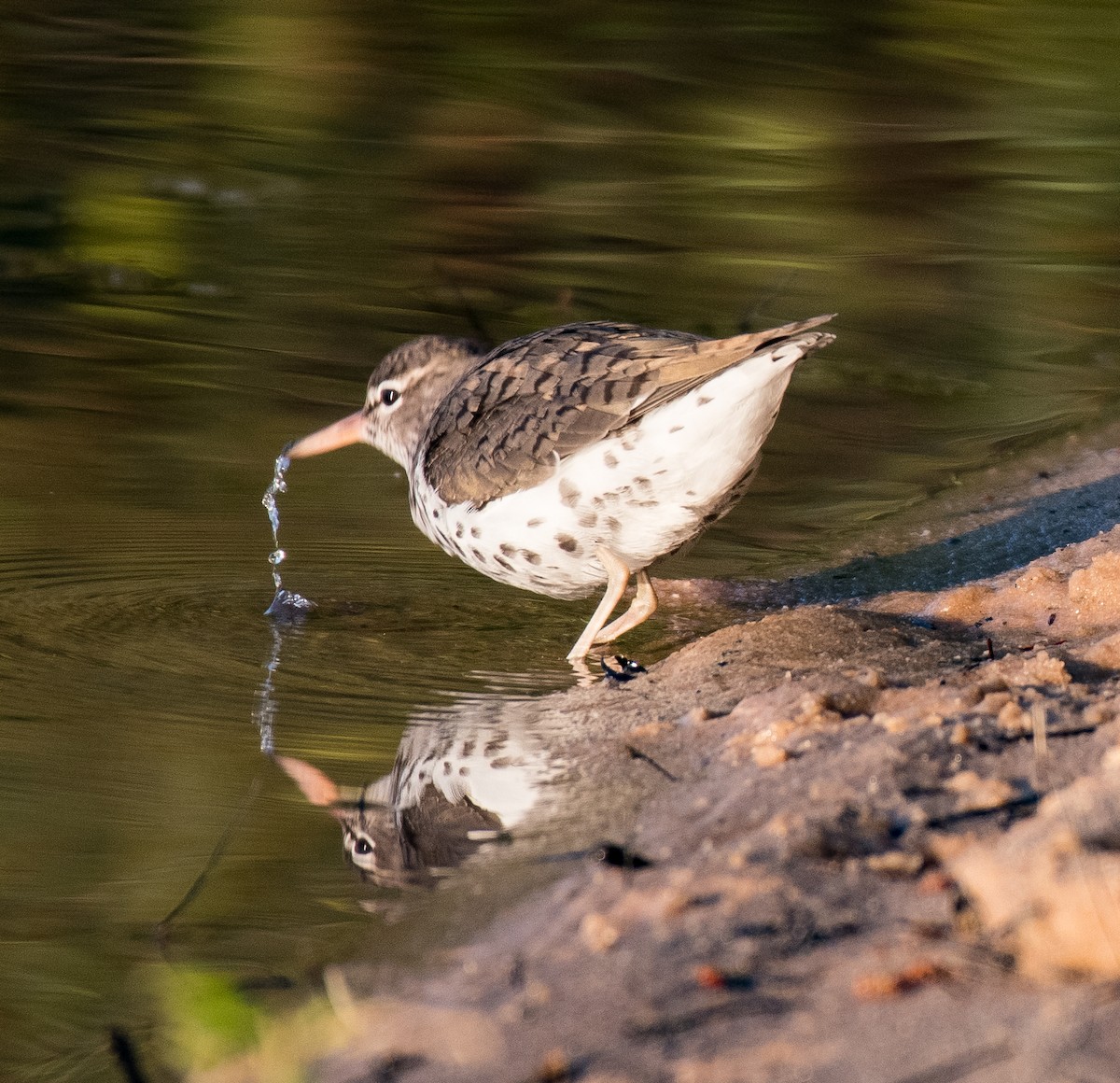 Spotted Sandpiper - ML438509381