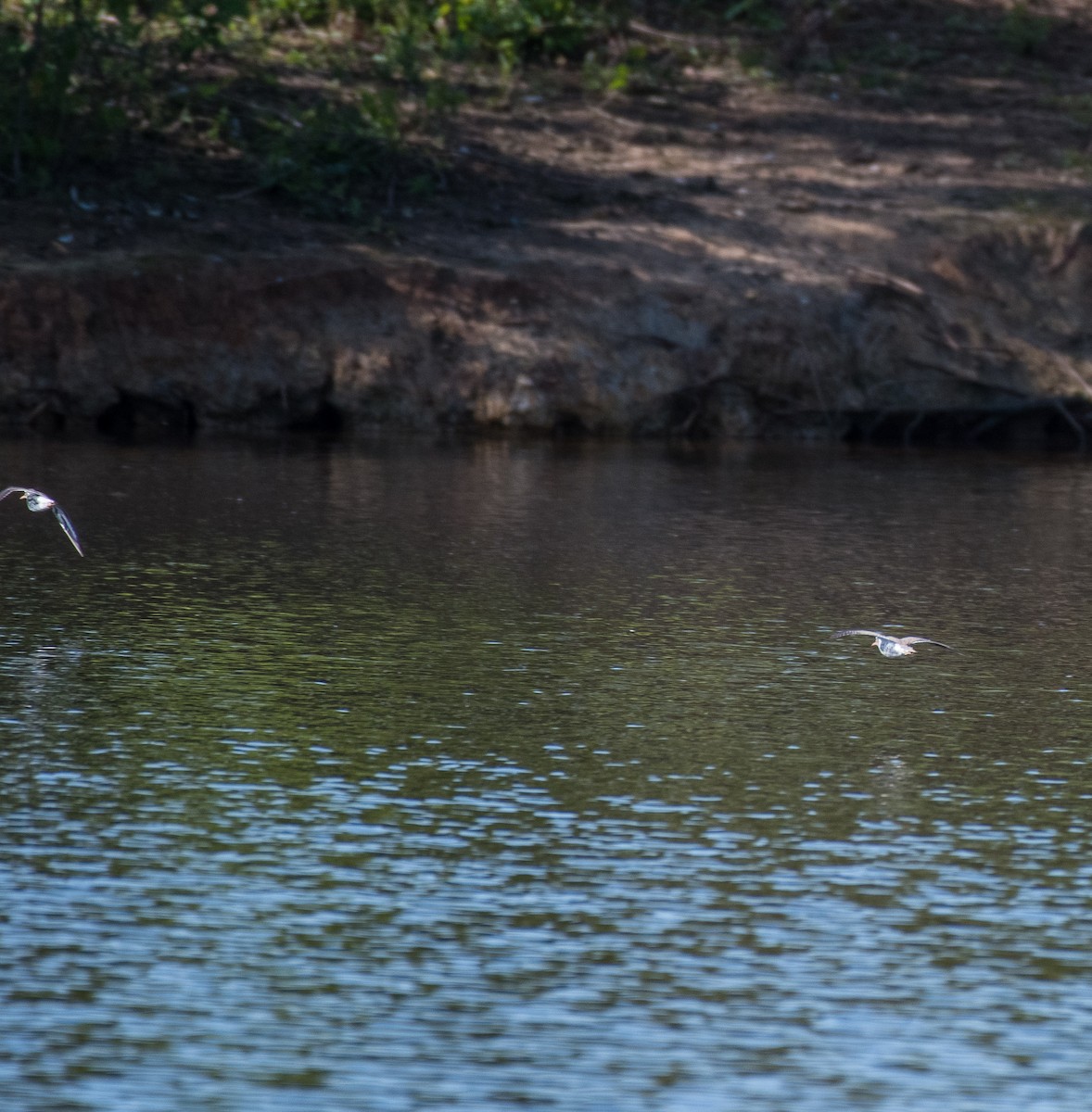 Spotted Sandpiper - ML438509401