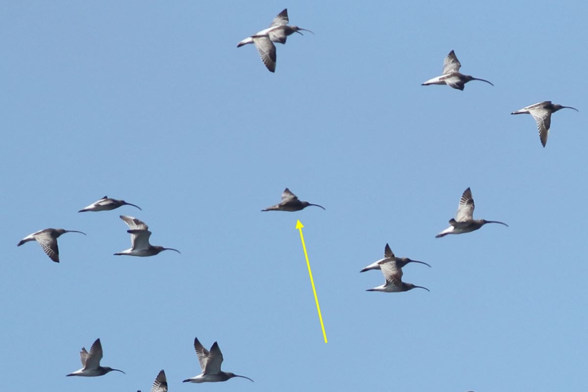 Far Eastern Curlew - ML43850971