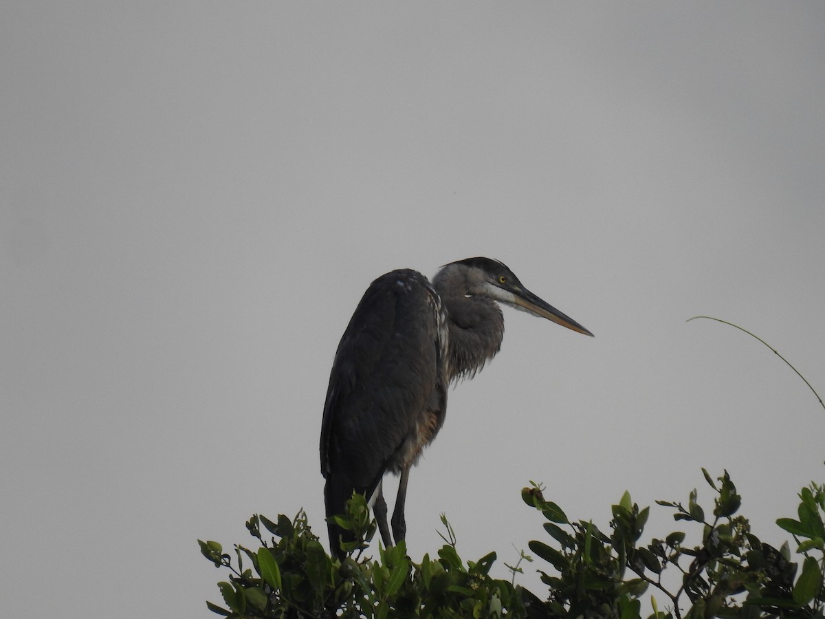 Great Blue Heron - Leandro Niebles Puello