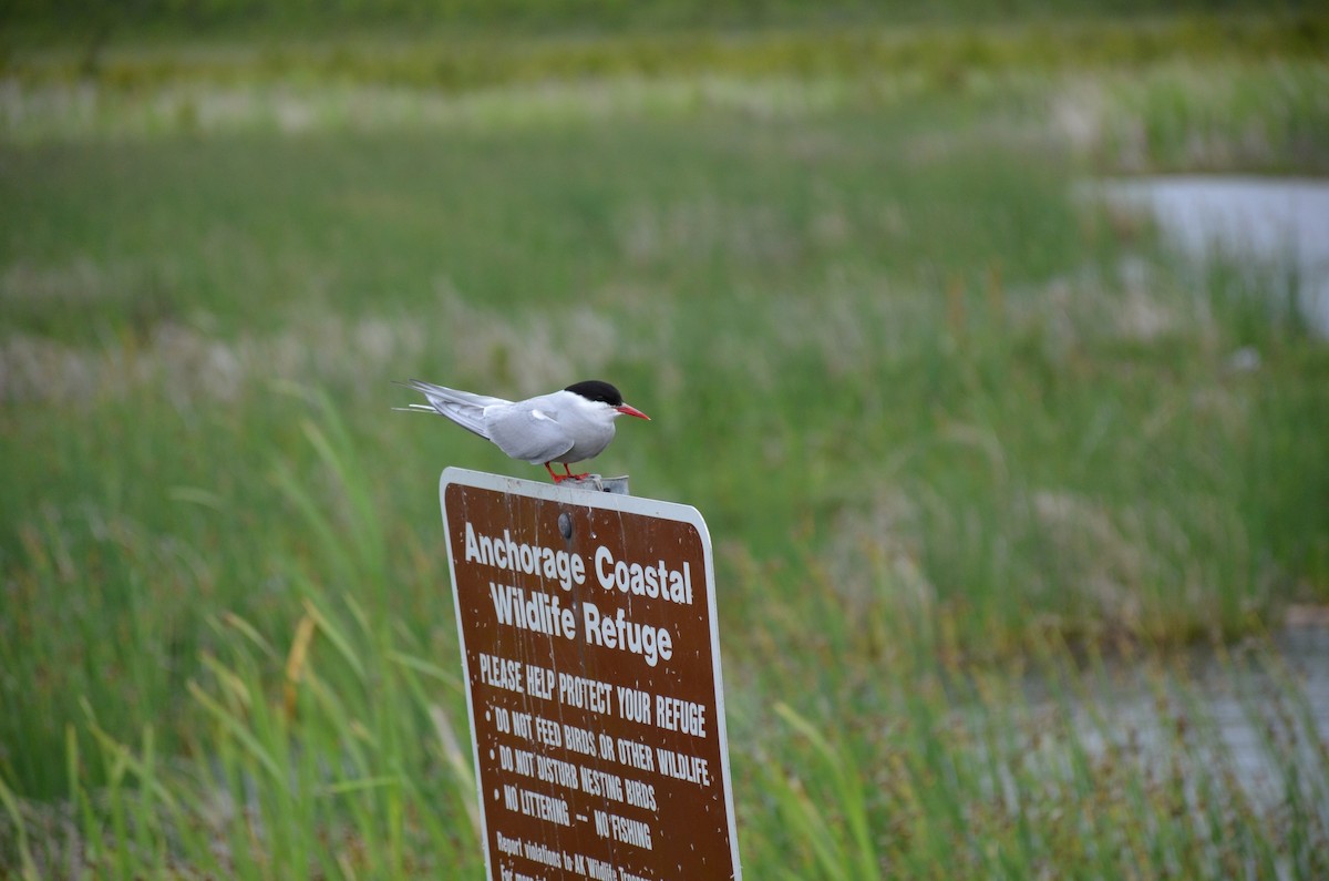 Arctic Tern - Steve Scordino