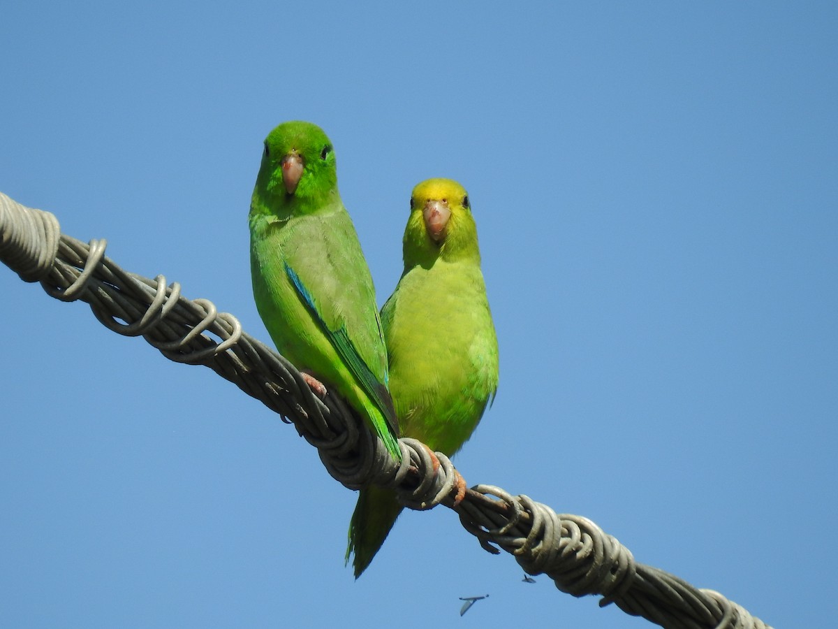 Turquoise-winged Parrotlet - Leandro Niebles Puello