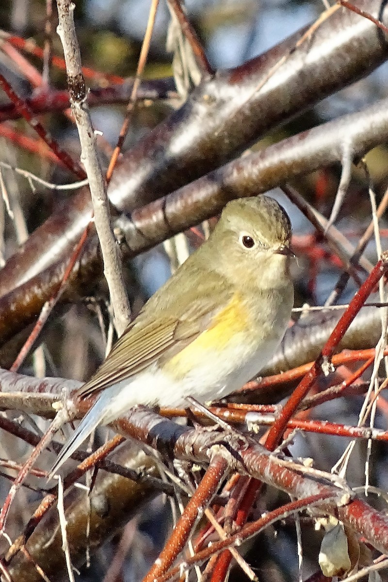 Red-flanked Bluetail - ML43851031