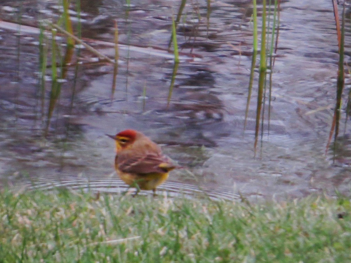 Palm Warbler - ML438511161