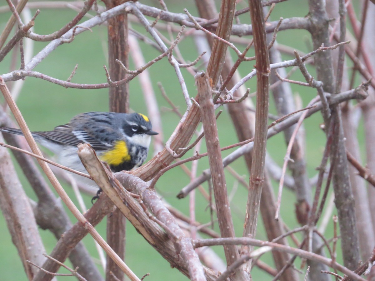 Yellow-rumped Warbler - ML438511351