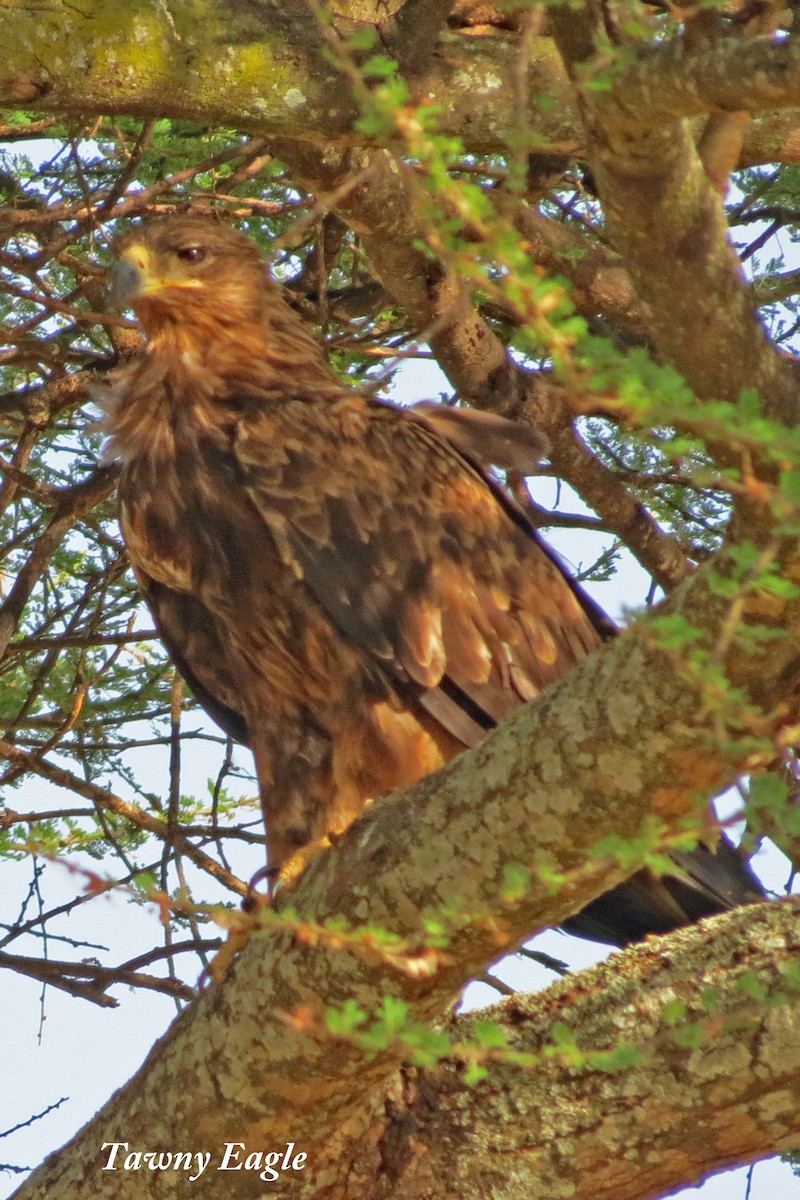 Tawny Eagle - ML438511411