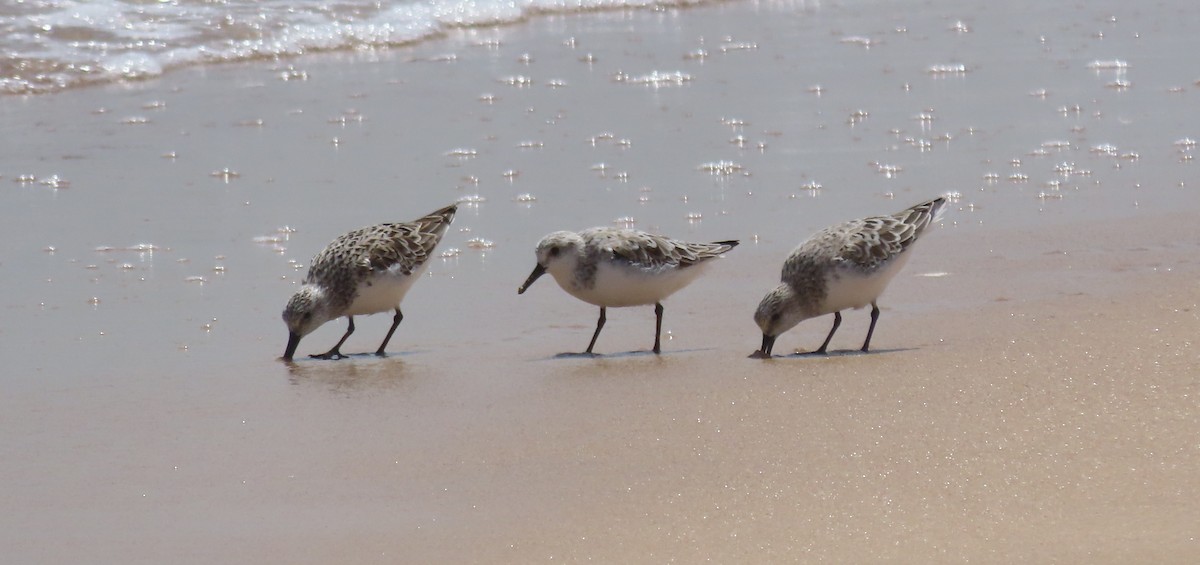 Bécasseau sanderling - ML438511951