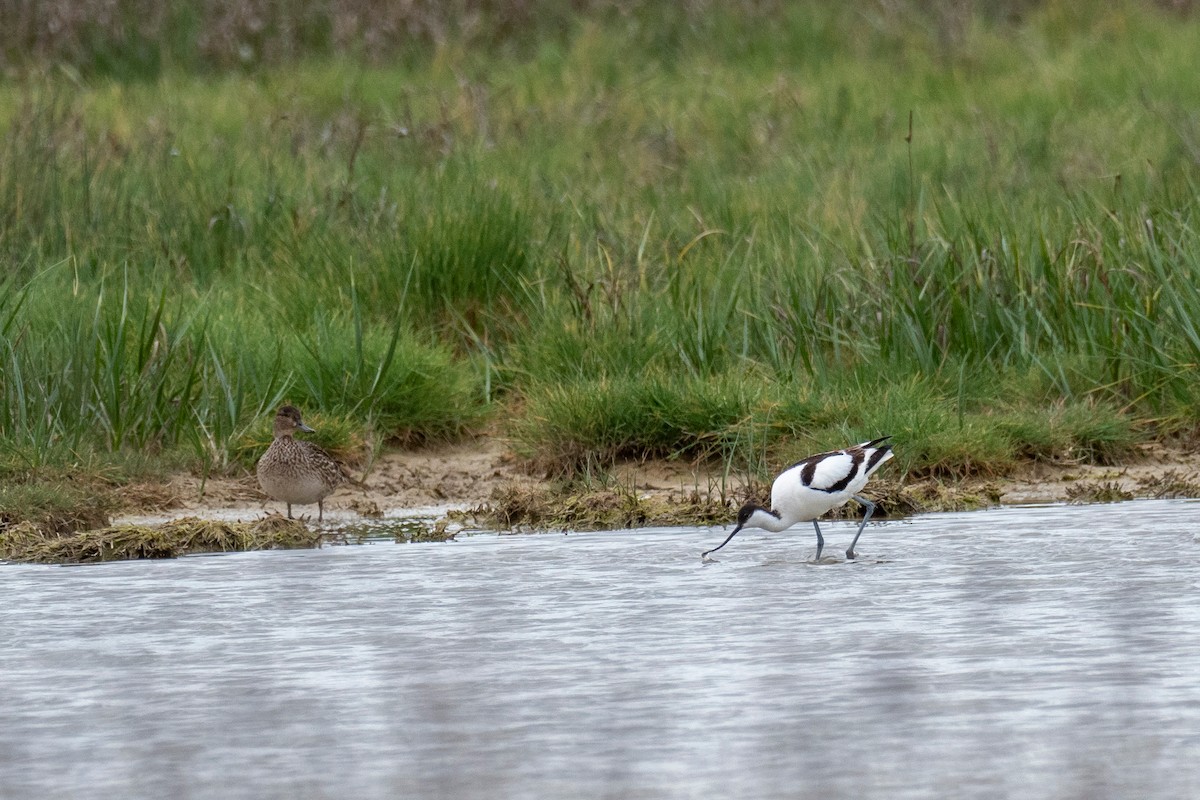 Pied Avocet - ML438513791