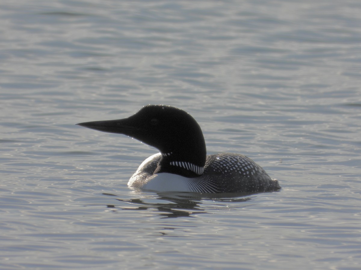 Common Loon - ML438513851