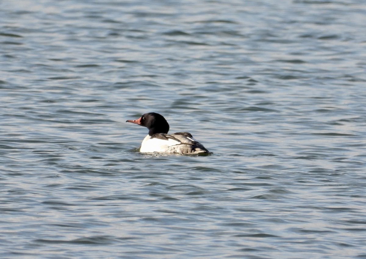 Common Merganser - ML438513991