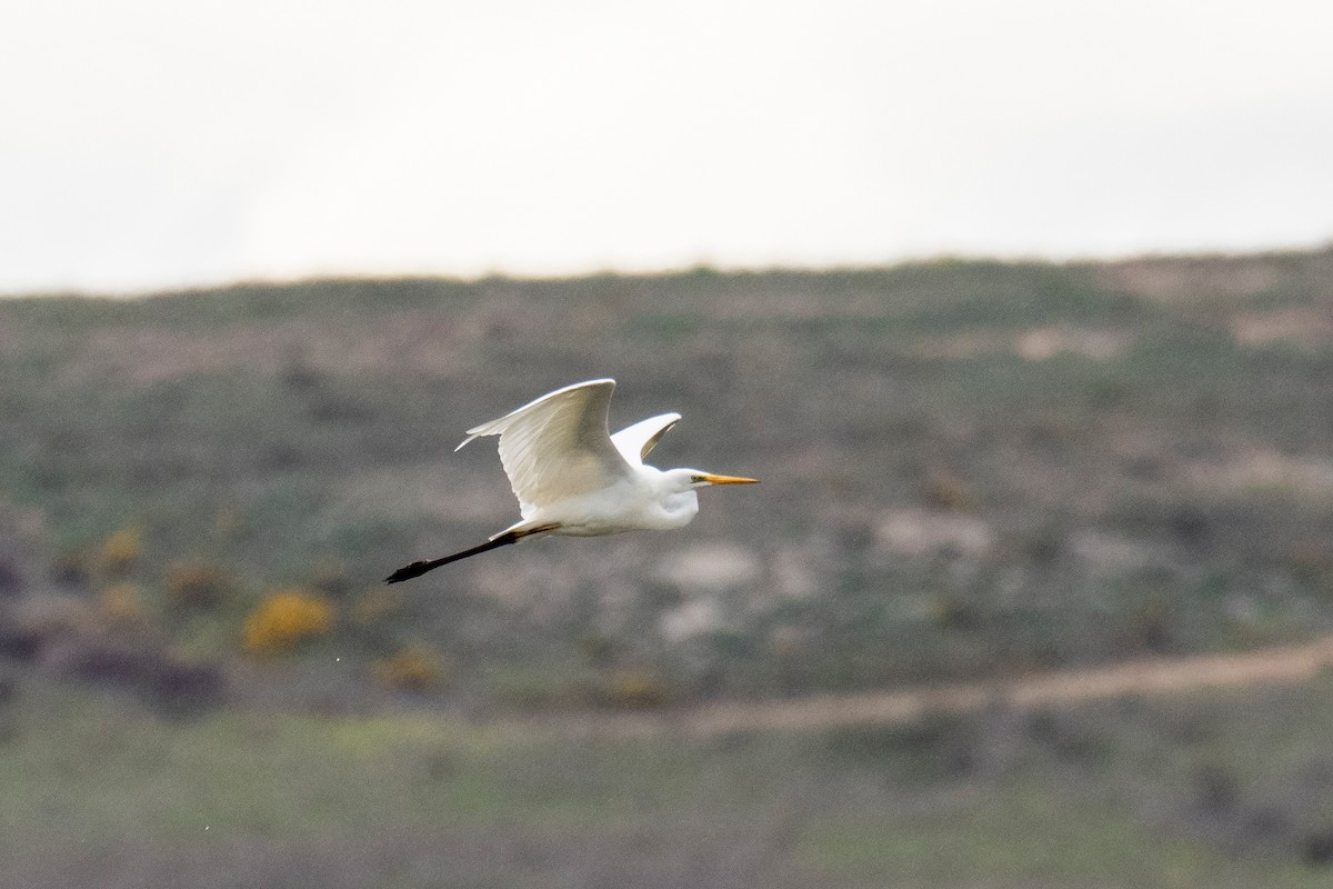 Great Egret - Oier Torrecilla
