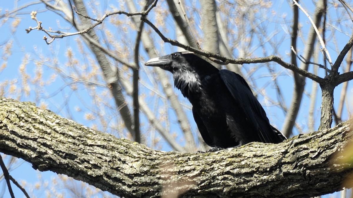 Common Raven - ML438514321