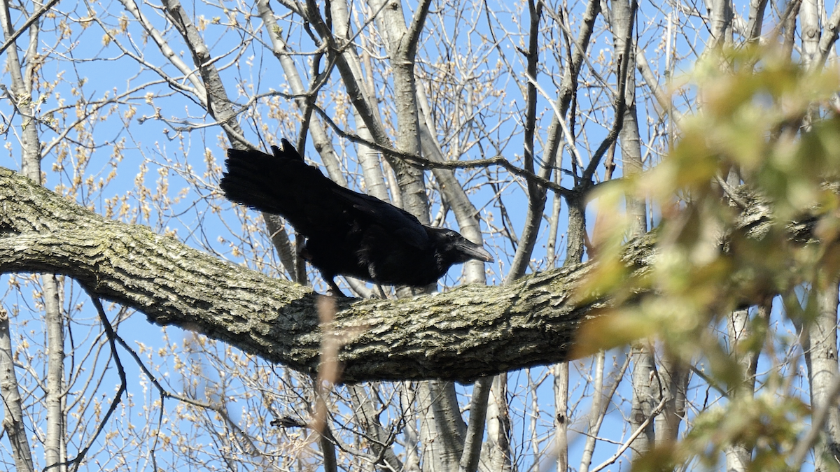 Common Raven - ML438514331