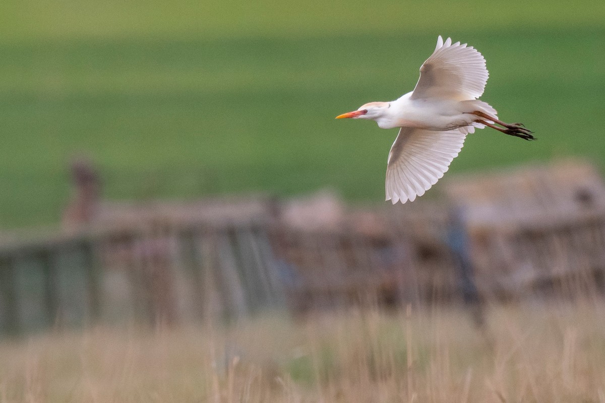 Western Cattle-Egret - ML438514551