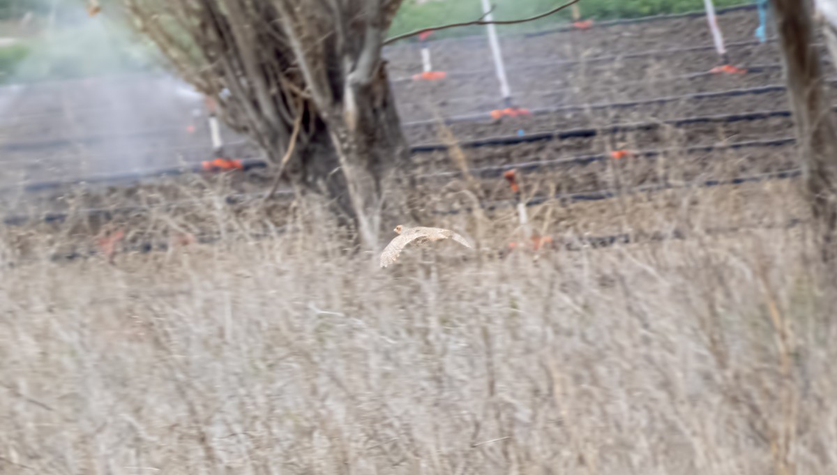 Gray Partridge - ML438514951