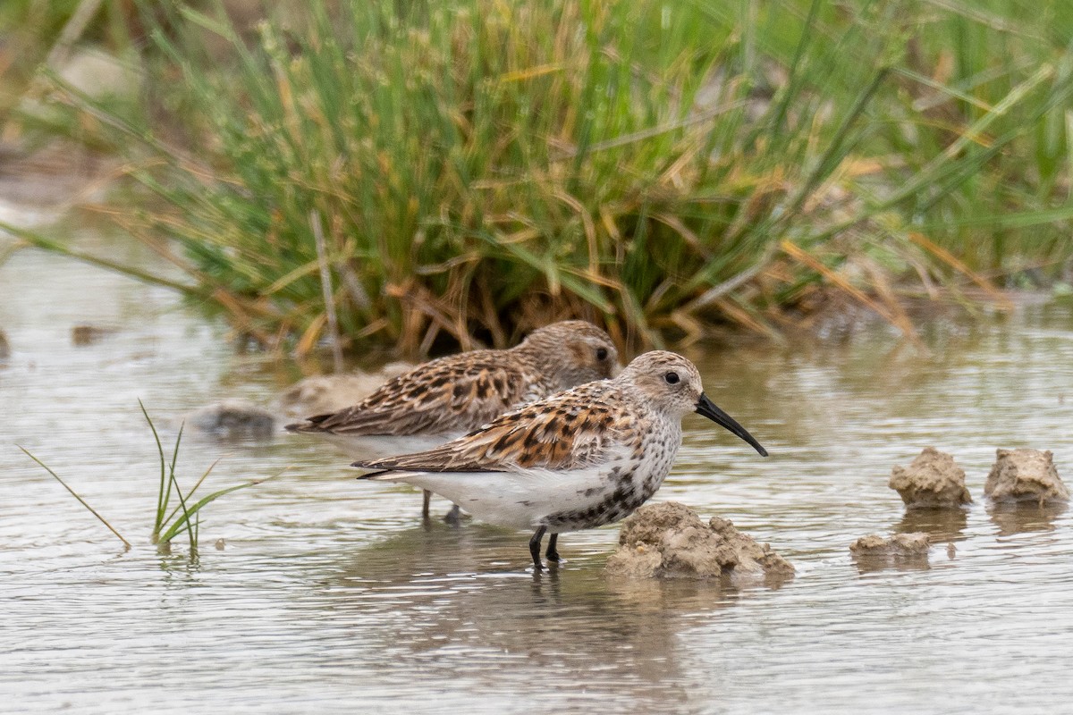 Dunlin - ML438515211