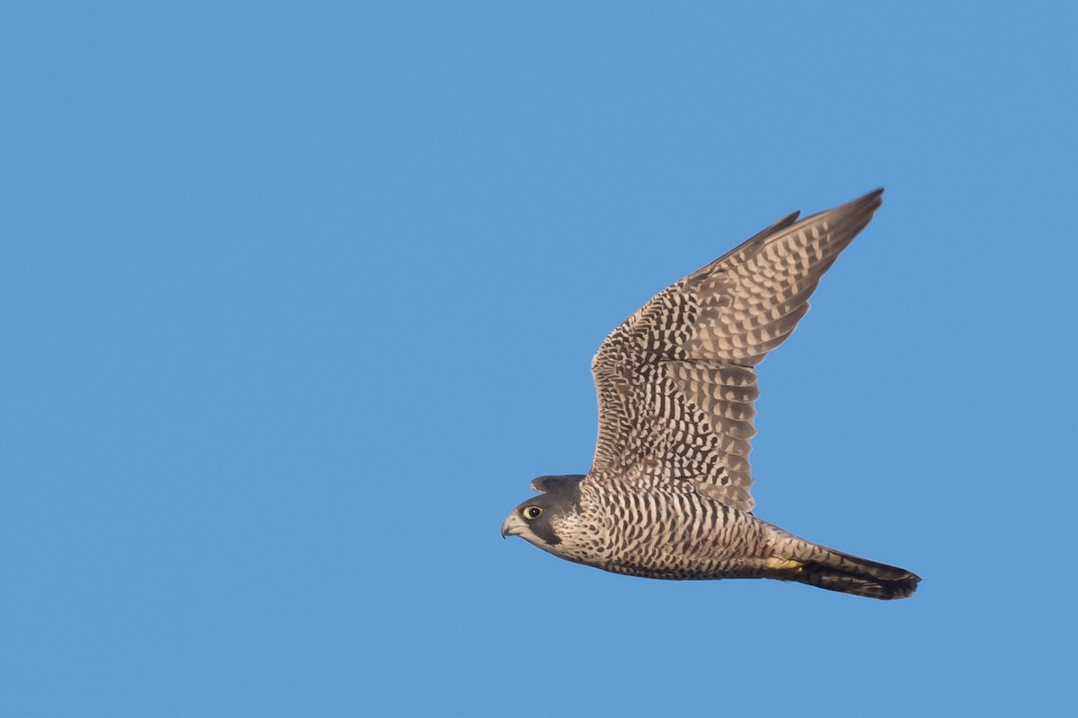 Halcón Peregrino - ML43851531