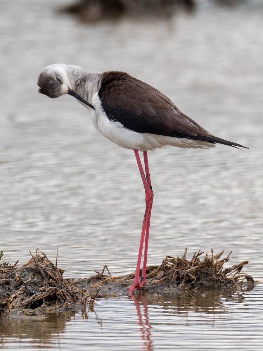 Black-winged Stilt - ML438515661