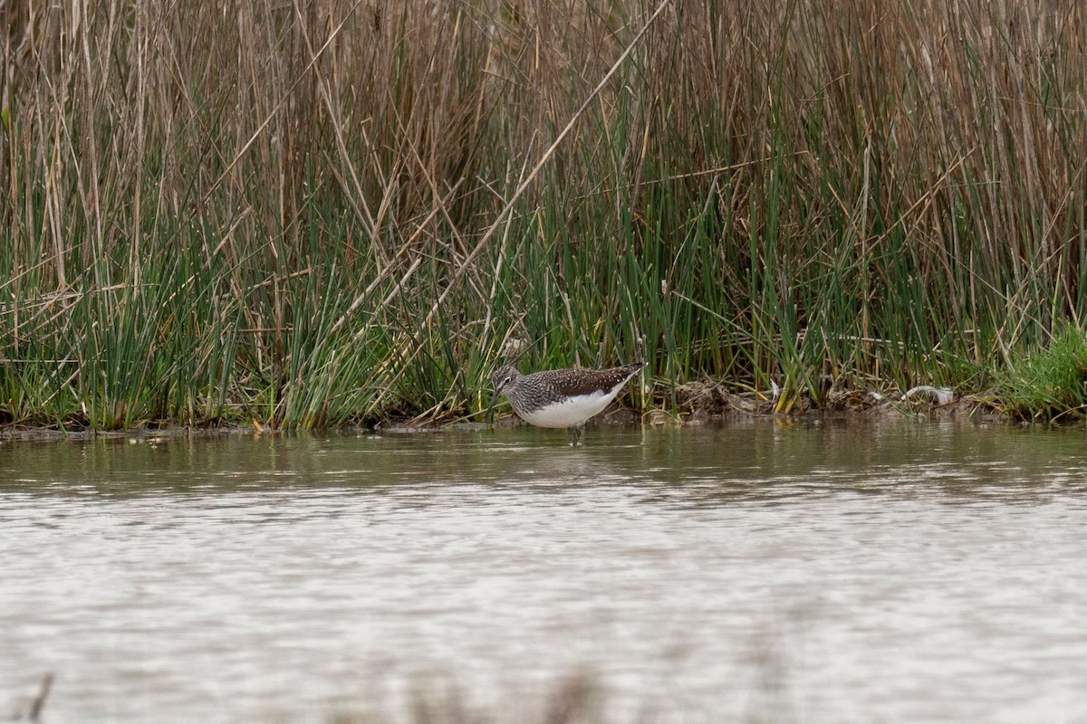 Wood Sandpiper - ML438516171