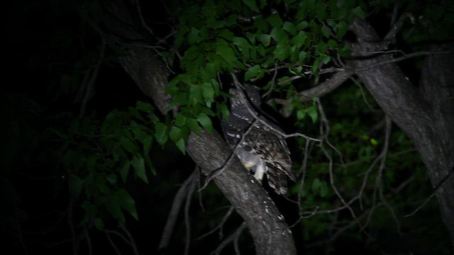 Spotted Eagle-Owl - ML438516661