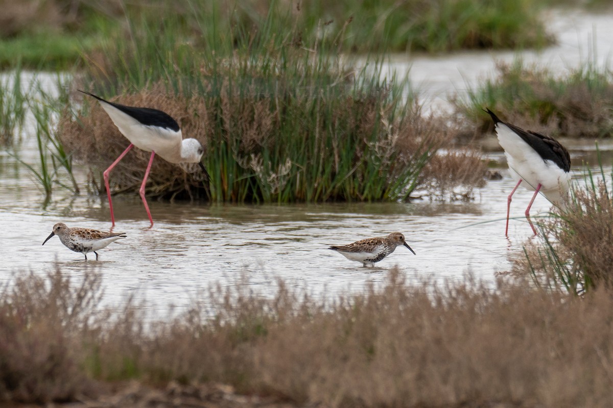 Dunlin - ML438516761