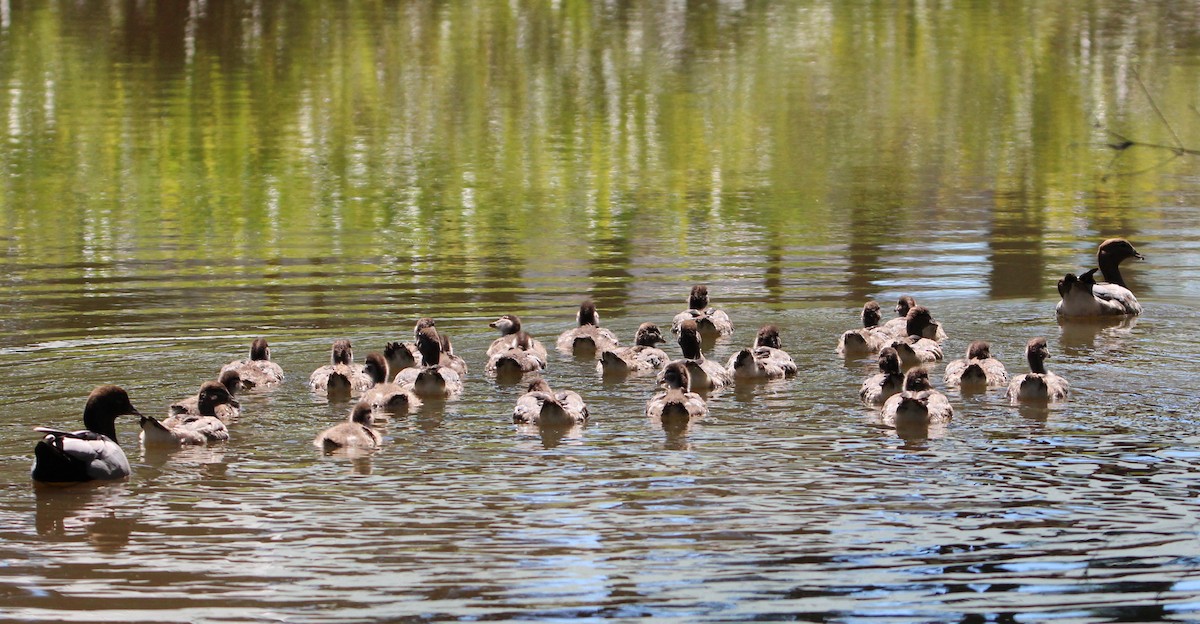 Maned Duck - Sandra Gallienne