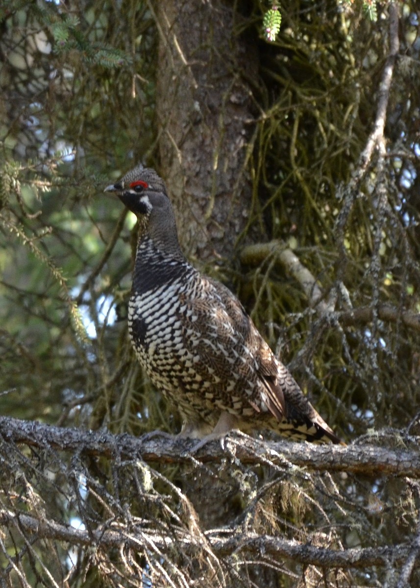 Spruce Grouse - ML43851911