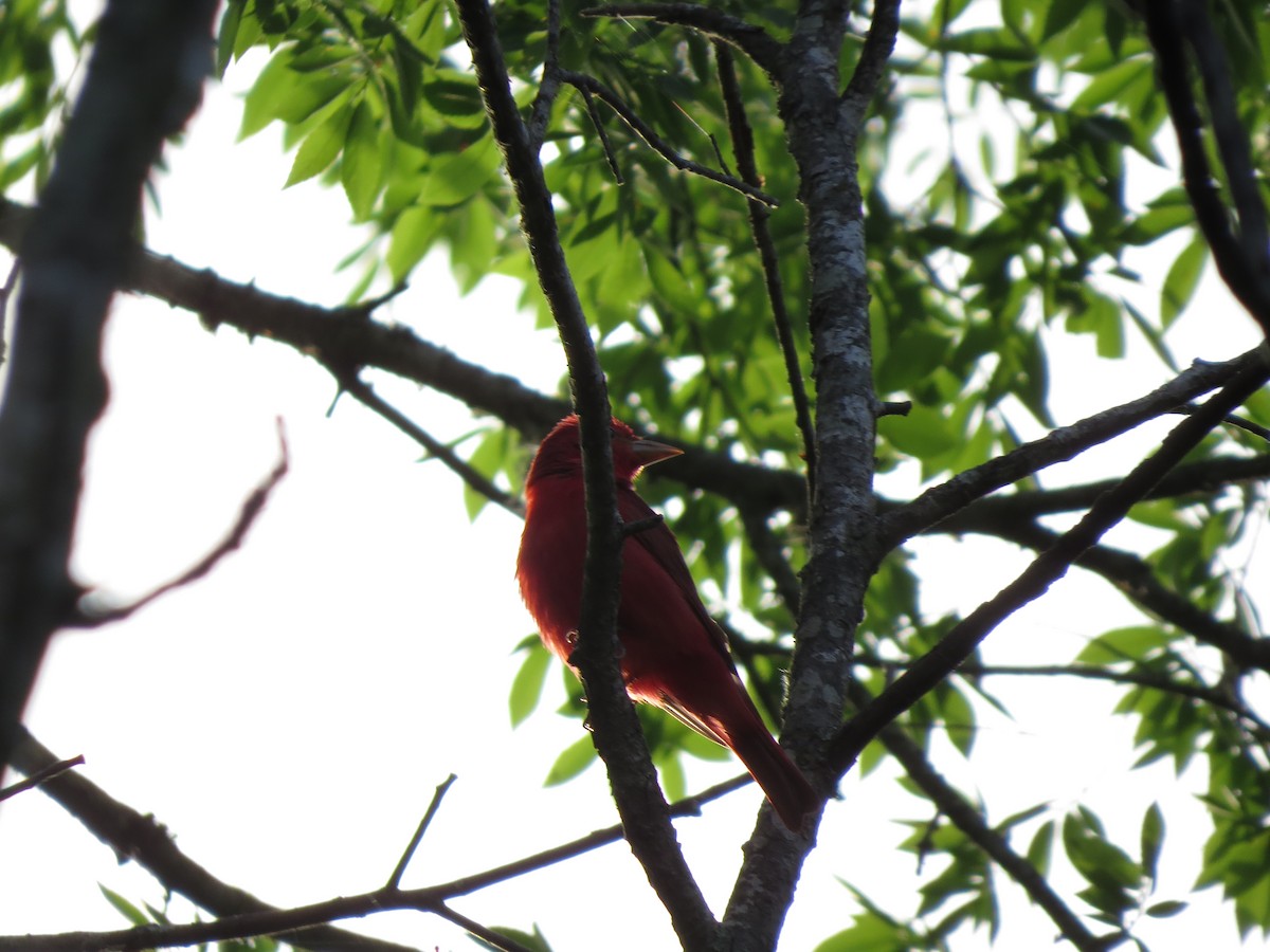 Summer Tanager - Warren Hardin