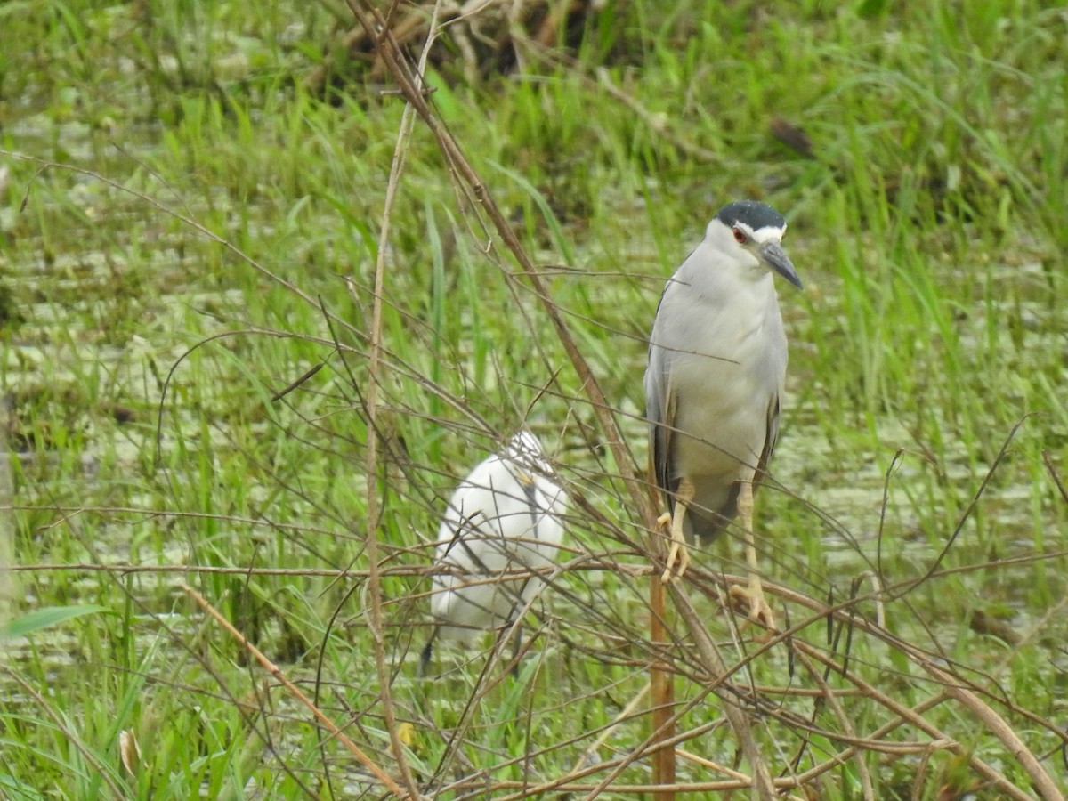 Black-crowned Night Heron - ML438520421