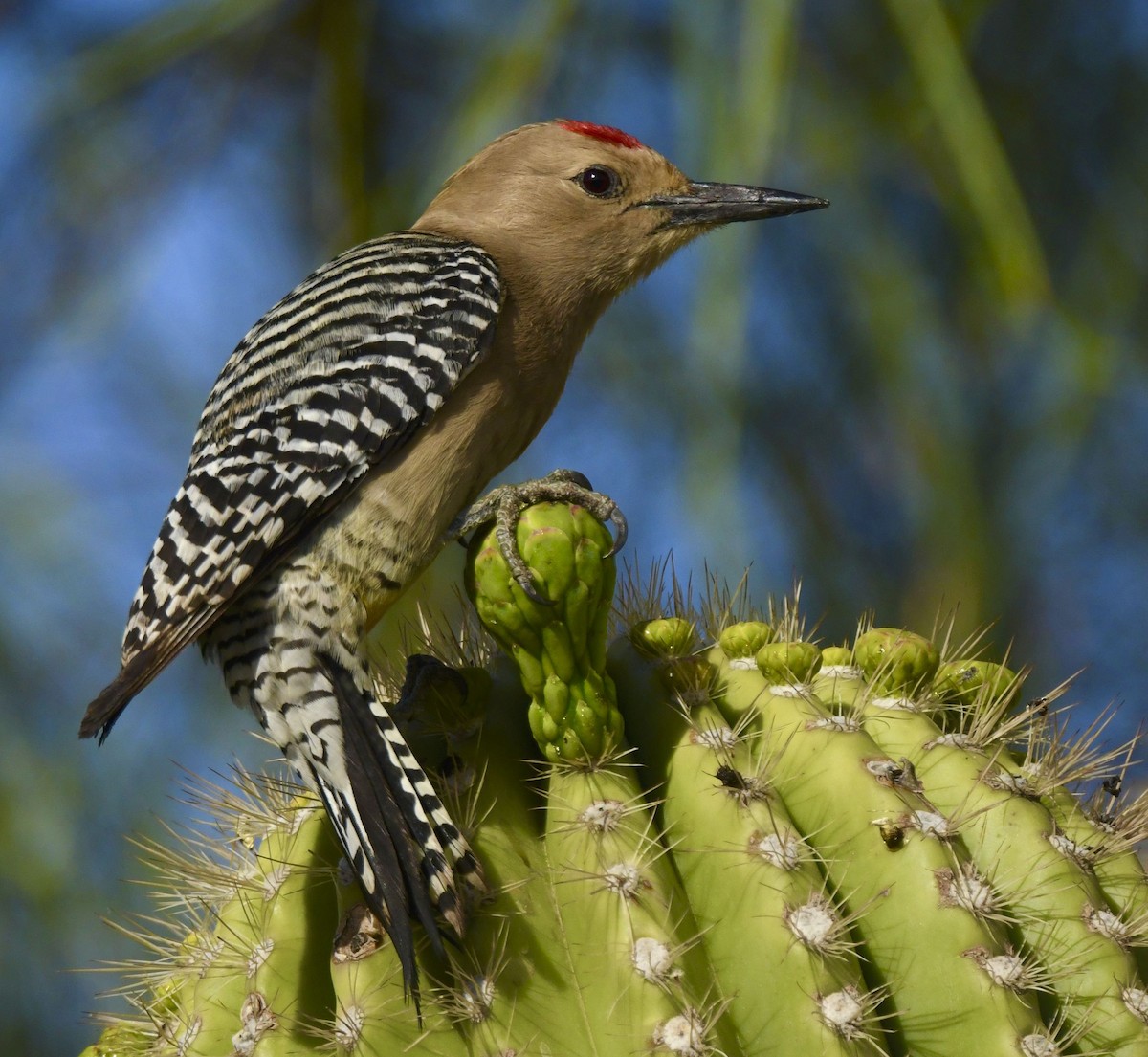 Gila Woodpecker - Bill Brynteson