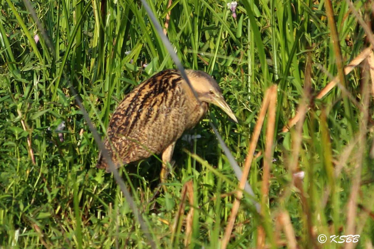 Great Bittern - ML43852211