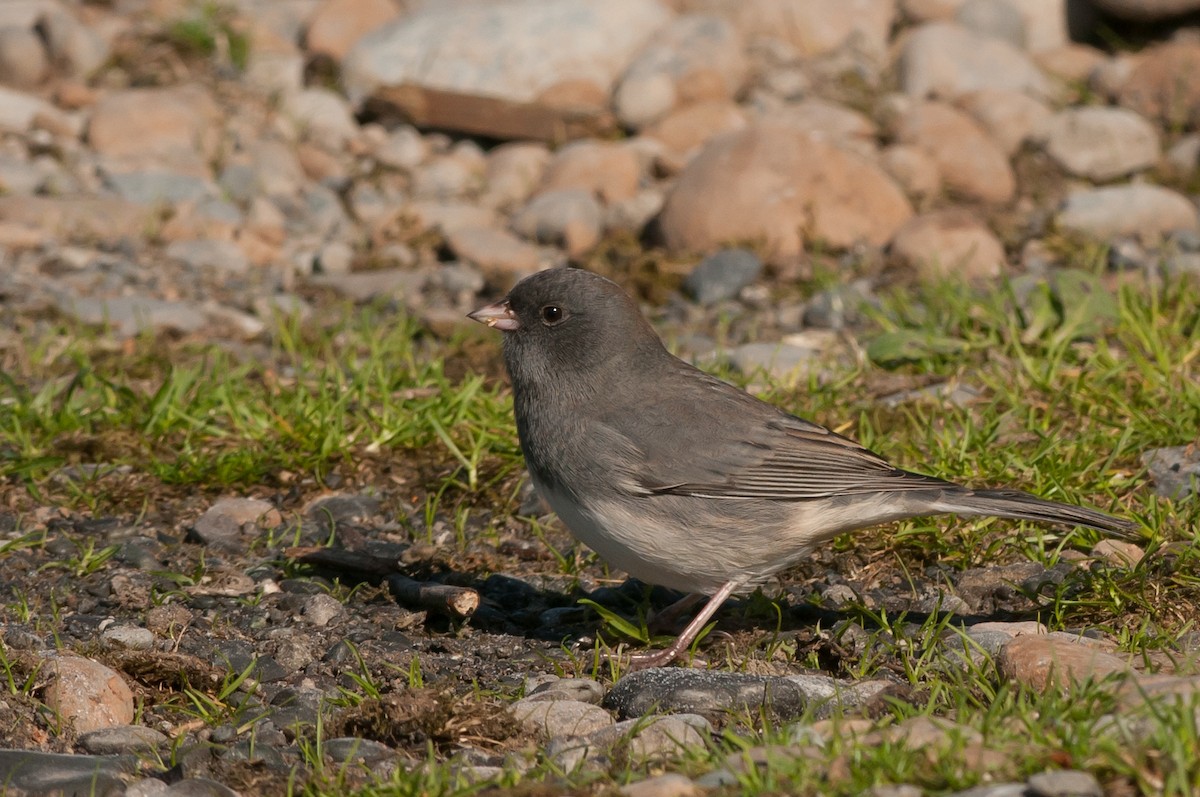 Юнко сірий (підвид hyemalis/carolinensis) - ML43852231