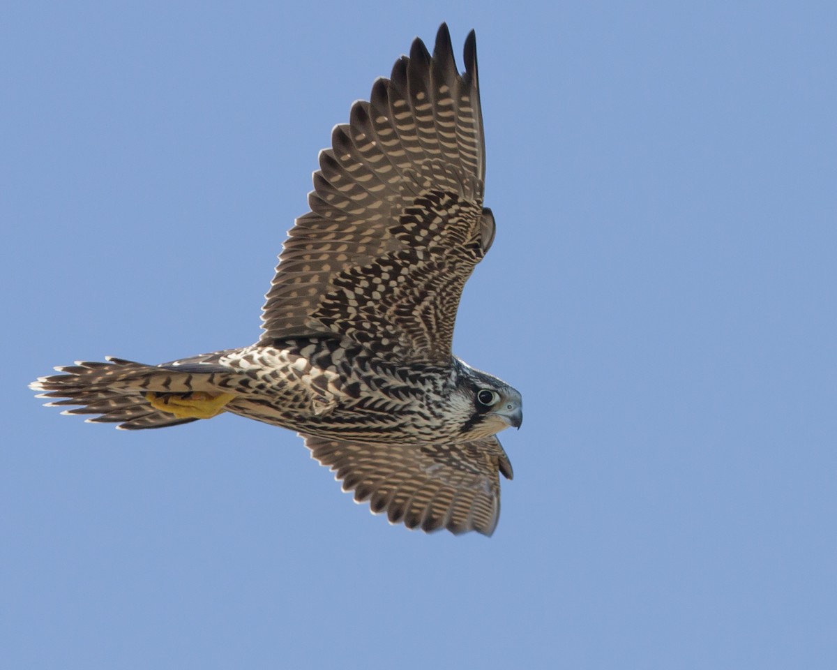 Peregrine Falcon - Historical Middleton Island Data