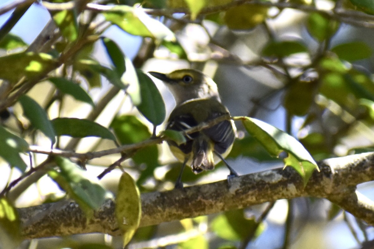 White-eyed Vireo - Steven Weiss