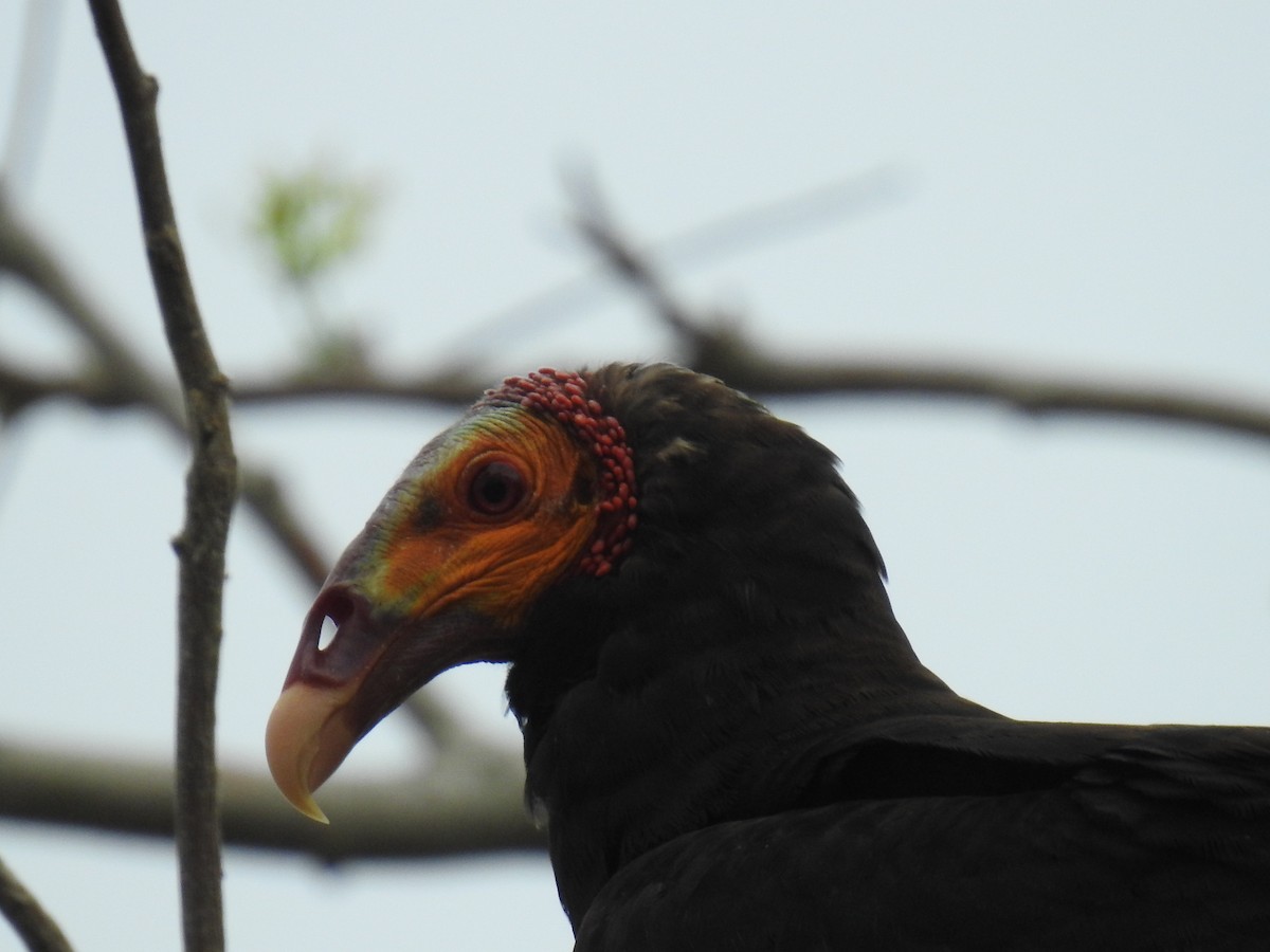 Lesser Yellow-headed Vulture - ML438524641